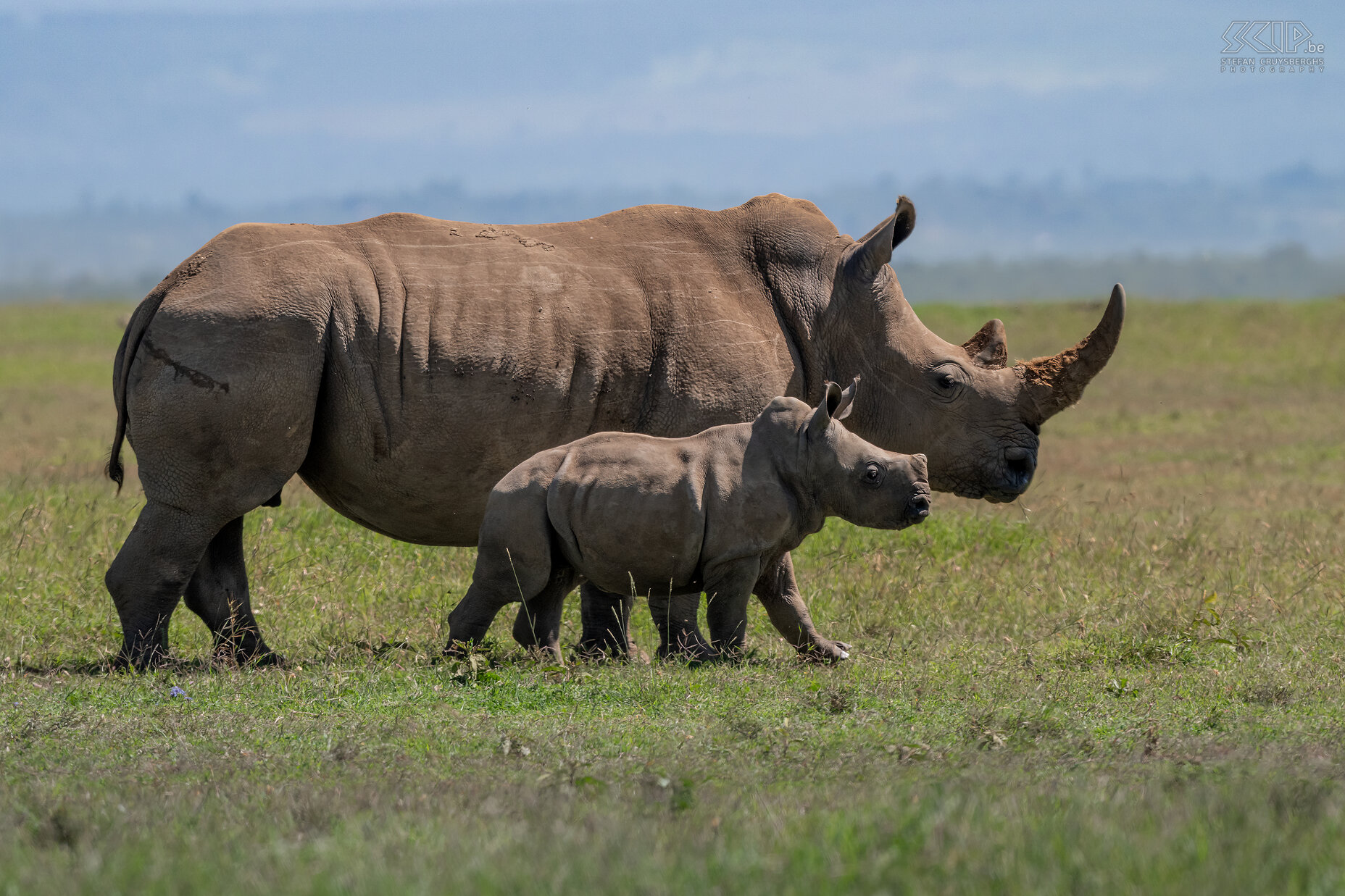 Solio - White rhino with young  Stefan Cruysberghs